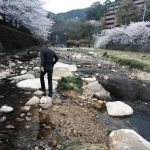 桜　芦屋川　市居博